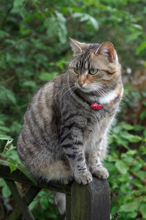cat stock photo|50,000+ Free Cat' & Pet Images .